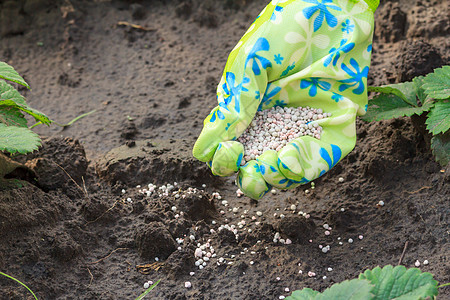 农民用手向年轻的草莓植物提供化肥肥料种植园食物园丁花园地面园艺种子矿物生长绿色图片