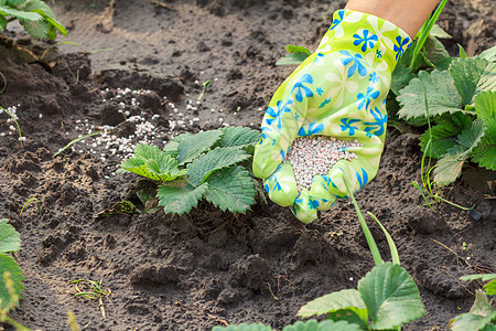 农民用手向年轻的草莓植物提供化肥肥料化学品绿色园艺生长食物手套花园地面土地园丁图片