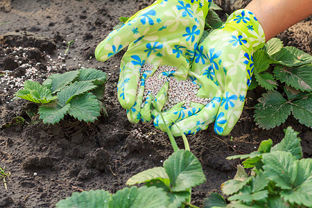 农民亲手向年轻的草莓植物提供化肥肥料化学品土壤矿物绿色园丁地面手套花园土地种子图片