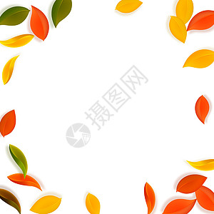 秋天落叶 红色 黄色 绿色 棕色生物销售叶子墙纸生态快乐日落树叶漩涡插图图片