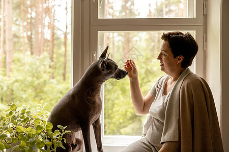 中年美女和她的狗坐在窗台上 50 岁的女人在家里和她的墨西哥无毛狗共度时光 xolo 品种 狗作为最好的朋友 家庭成员动物房子幸图片