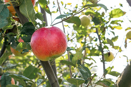 果园里树枝上的苹果叶子饮食植物食物季节收成红色农场生长花园图片