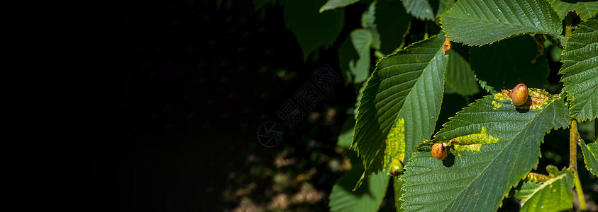 栗子胆黄蜂损害树叶农业生物学生长板栗橡树植物森林绿色图片