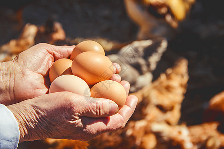 鸡肉家鸡蛋在手头 有选择的焦点祖母生物木板皱纹食物婴儿祖父生活农场女士图片