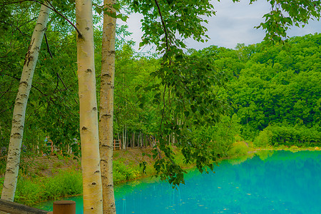 蓝色池塘看起来像Hayayashi北海道Bieicho木头地球植物绿色天空爬坡叶子水面景点树木图片