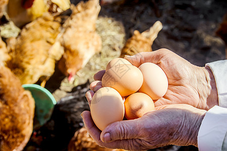 鸡肉家鸡蛋在手头 有选择的焦点孩子木板祖父婴儿生活女士幸福喂养皱纹食物图片