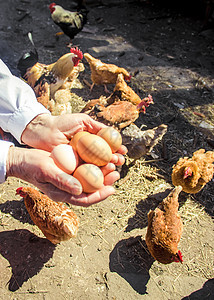 鸡肉家鸡蛋在手头 有选择的焦点祖母农场祖父食物孩子们女士生物鸟类男人孩子图片