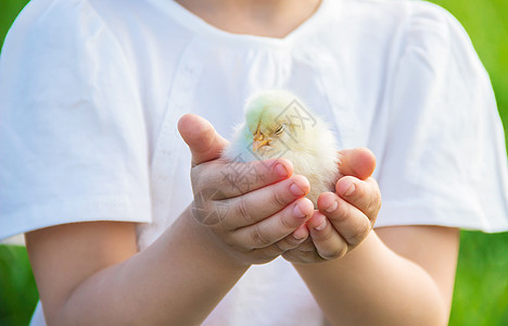 孩子手里握着一只鸡 有选择的专注农场生活花园鸭子食物女孩婴儿孩子们喜悦家庭图片