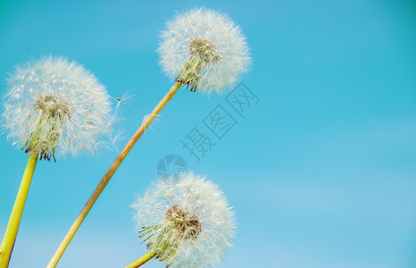 云层对天 有选择的焦点 自然生活天空木板蓝色白色过敏植物投标乡村横幅背景图片