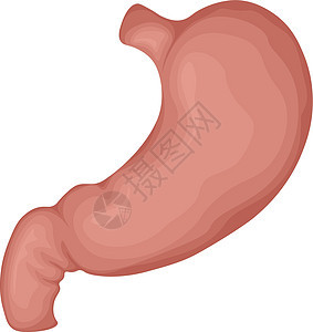 人的胃 人体胃的解剖结构 一个人的内部器官 在白色背景上孤立的矢量图图片