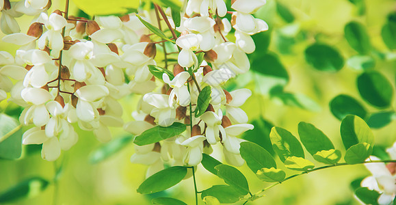 阿卡西亚开花 自然 选择性焦点 植物和植物叶子植物群森林木板季节花朵白色宏观香味蜂蜜图片