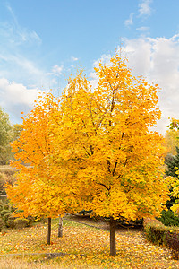 公园中树上黄叶图片