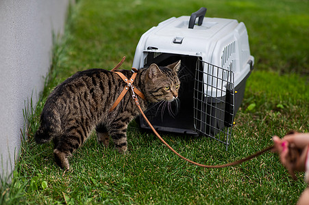 船主在野外绿草地上 用领带绑住一艘灰色条纹猫宠物公园朋友们猫咪运输兽医塑料虎斑女士哺乳动物图片