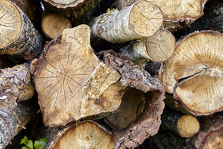 许多木柴 落树 大量的木头都埋在地上 就像锯木厂的本性一样活力材料森林树木硬木原木储备圆圈林业记录图片