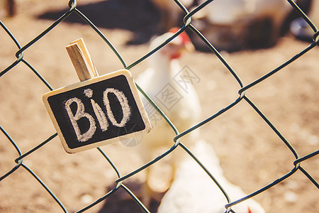 家庭农场的生物鸡 有选择的焦点乡村网格木板状况生长鸭子生态自由环境标签图片