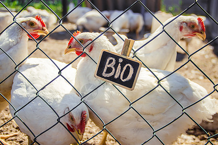 家庭农场的生物鸡 有选择的焦点草地环境木板鸭子生长标签生态乡村动物饲养场图片