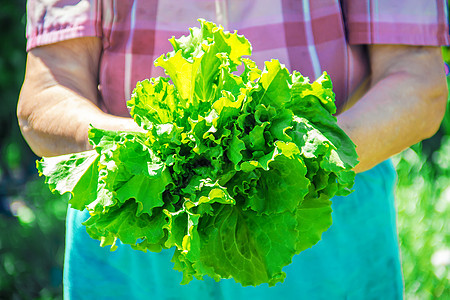 家庭生物农场的新鲜蔬菜 有机产品女士横幅温室祖母眼泪栽培菠菜收成营养沙拉图片
