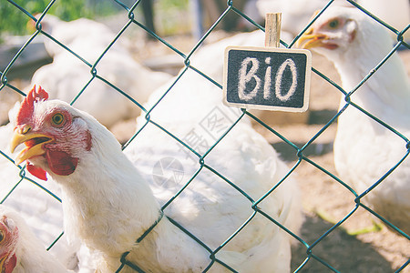 家庭农场的生物鸡 有选择的焦点生态动物农业木板乡村环境成人生长自由标签图片