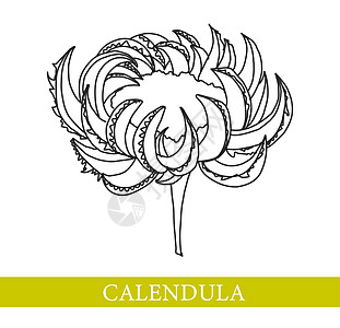 Calendula 花 药用植物 Marigold 矢量插图叶子药品绘画花瓣水彩橙子打印植物学植物群花园图片