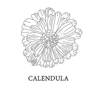 Calendula 花 药用植物 Marigold 矢量插图香气治疗芳香花瓣绘画化妆品设计草图植物学药品图片