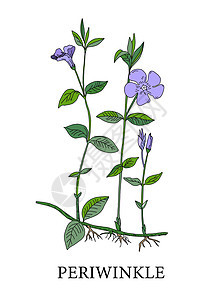 长春花 长春花的植物学插图 药用植物 替代药物 在白色背景上的蓝色花 矢量图图片