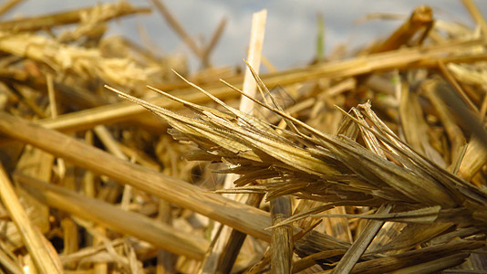 田野上漂亮的黑麦草特配农场场地收获食物收成金子环境农村农业草垛图片