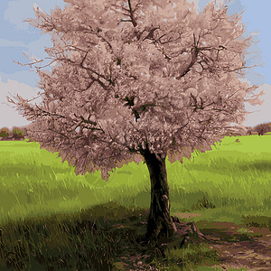 现实的萨库拉树 高雅的日本特色 有粉红色花瓣在绿色草原上的鲜花植物 亚洲人花园园艺草图水果晴天季节樱花花朵果园插图图片