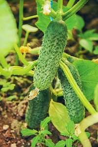 手工种植黄瓜和收割在手中青菜栽培孩子们横幅农业木板农场生长收成温室图片