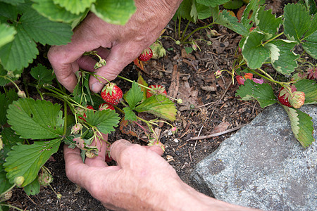 男人在手掌里摘草莓 夏天收获浆果 摘水果植物女士饮食手臂花园香气食物小吃棕榈采摘背景图片