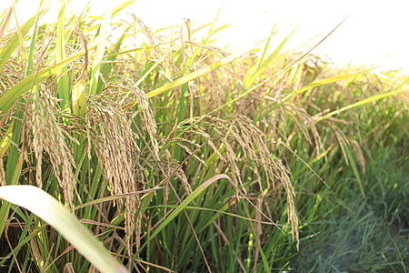红血稻糙米田里的树上 有成熟的稻谷场地金子稻束水稻荒野食物健康饮食种子稻农环境背景