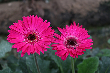 农场上粉红色彩色花植物场地蔬菜土地温室园艺生长叶子花园市场图片