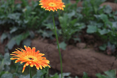 农场上橙色花朵温室农业花园栽培植物市场场地植物学生长营养图片