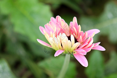 农场上粉红色彩色花蔬菜种植园叶子园艺格柏花园营养市场栽培苗圃图片