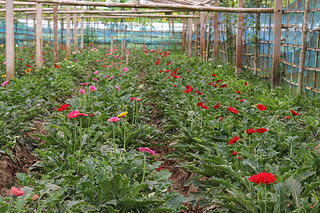 农场上的Gerbera花花园植物学宏观栽培营养农业植物园艺场地蔬菜叶子图片