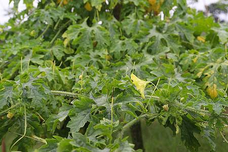 田地上的苦瓜树视图烹饪饮食营养生产绿色农业苦瓜蔬菜种子植物图片