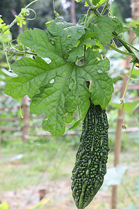 树上含苦瓜的原生黄瓜营养饮食植物烹饪苦瓜农业公司蔬菜种子香脂图片