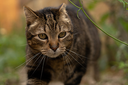 黑虎虾仁棕色和黑黑猫的近身 看镜头男性场地荒野打猎鼻子胡须警报晶须眼睛草地背景