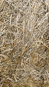 田野中大片稻草生长收成小麦风景食物农田土地收获农业农村图片