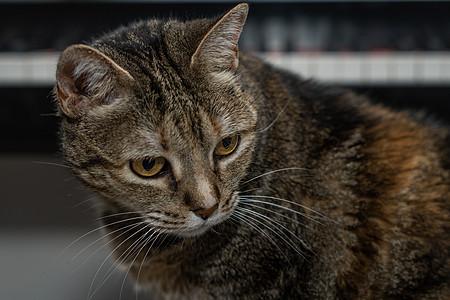 坐在背景中钢琴的普通猫公猫皮毛宠物房子胡子爪子尾巴连体工作室猫耳朵猫科动物图片