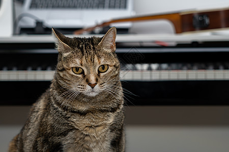 坐在背景中钢琴的普通猫公猫皮毛爪子尾巴胡子主题猫耳朵工作室房子动物宠物图片