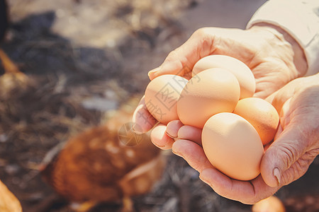 鸡肉家鸡蛋在手头 有选择的焦点木板鸟类农场村庄生活婴儿生物横幅祖父乡村图片