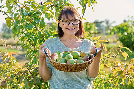 阳光明媚的秋天 妇女在花园收获梨子采摘园艺营养植物女士季节食物园丁树叶农民背景图片