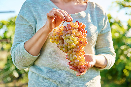 一大堆成熟的粉红葡萄 手握着 葡萄园背景女性葡萄干水果工人植物采摘收成场地国家酒商图片