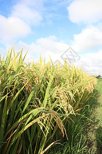 田里的树上 有成熟的稻谷食物种植稻草水稻稻田稻农草地胚芽健康饮食荒野图片
