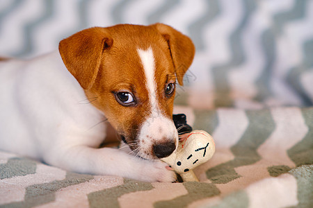 小杰克罗素泰瑞小狗玩玩具游戏白色成人宠物喜悦棕色犬类哺乳动物乐趣毛皮猎犬图片