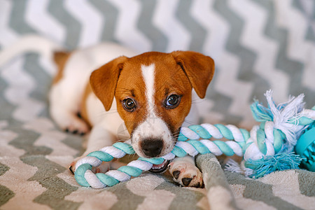 小杰克罗素泰瑞小狗玩玩具游戏猎犬哺乳动物成人动物白色犬类棕色喜悦绳索宠物图片