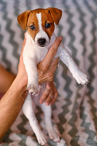 Wner手里握着小狗婴儿动物童年朋友毛皮乐趣宠物工作室压痛棕色图片