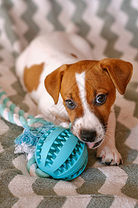 小杰克罗素泰瑞小狗玩玩具游戏哺乳动物朋友伴侣成人牙胶白色犬类动物绳索棕色图片