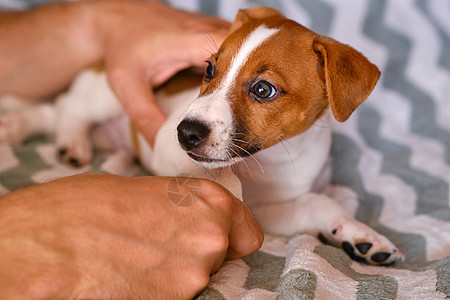 一只美丽可爱的杰克罗素小狗友谊男人棕色生活眼睛猎犬兽医犬类宠物动物图片
