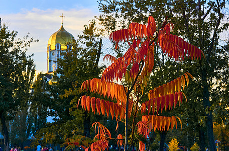 有着明红树叶和金圆顶教堂的秋光分枝背景图片